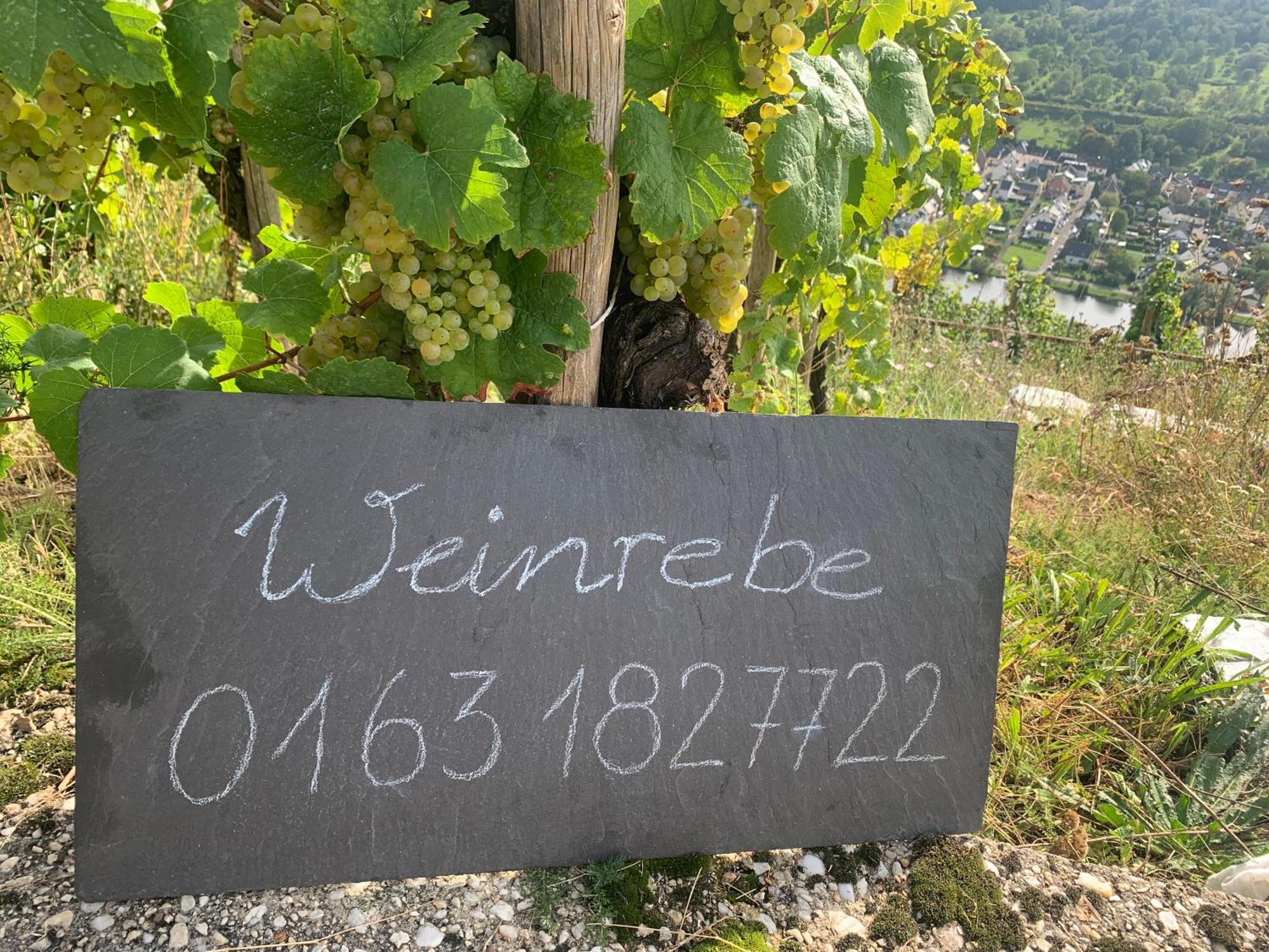 דירות ברנקסטל - קיס Weinrebe מראה חיצוני תמונה